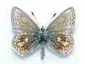 Polyommatus icarus male (aberrant, Wrexham,north Wales 1996) (Internet Image property of respective owner, non-commercial use only)
